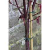 Kép 2/2 - Nortene Vegring könnyen nyíló növénykapocs 40db/csomag