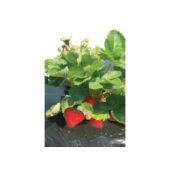 Kép 5/5 - Nortene Fresafilm 40µ LDPE talajtakaró fólia eperhez, 1,4 x 10 m