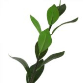 Kép 4/5 - New Garden feltörő ficus műnövény 120 x 40 cm