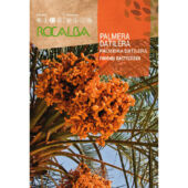 Kép 1/1 - Rocalba datolyapálma vetőmag