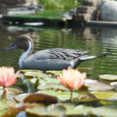 Kép 2/3 - Ubbink Úszó nyílfarkú réce hím, 48 cm - Élethű madár figura - csalimadár