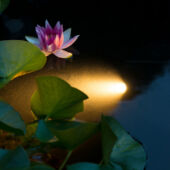 Kép 2/3 - Ubbink AquaSpotlight Power LED 60