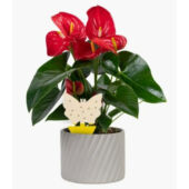 Kép 4/4 - Bio Plantella sárgalap kicsi 10 db