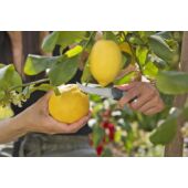 Kép 4/5 - Gardena VeggieCut szüretelő kés_3