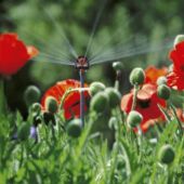 Kép 2/2 - Gardena 6 felületű fúvóka 2 db