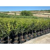 Kép 3/3 - Diospyros kaki 'Tipo' - Datolyaszilva