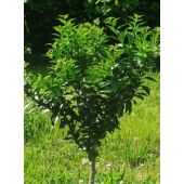 Kép 2/7 - Chinotto