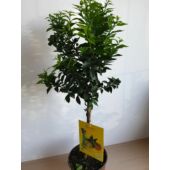 Kép 4/7 - chinotto
