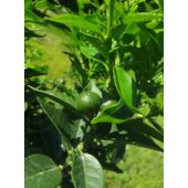 Kép 5/7 - Chinotto