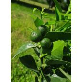 Kép 1/7 - Chinotto  Mirtuszlevelű törpe narancs