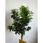 Kép 6/7 - Chinotto