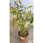 Kép 3/3 - citromfa_variegata_