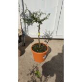 Kép 2/3 - finger lime