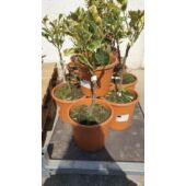 Kép 2/4 - narancs_variegata_