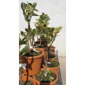 Kép 3/4 - narancs_variegata_