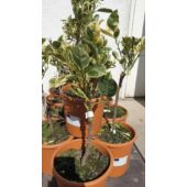 Kép 4/4 - narancs_variegata_