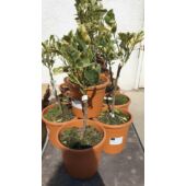 Kép 1/4 - Narancs variegata