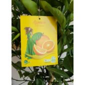 Kép 2/2 - Narancsfa Arancio