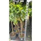 Kép 1/2 - Narancsfa Arancio