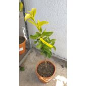 Kép 2/3 - pomelo
