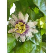 Kép 1/2 - Golgota-Passiflora Edulis