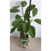 Kép 3/4 - Prunus Domestica 