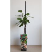 Kép 4/4 - Prunus Domestica 