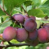 Kép 1/4 - Prunus Domestica "Opal" szilva balkon gyümölcsfa