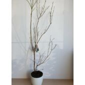 Kép 2/2 - Vaccinium corymbosum 'Darrow' - Magasbokrú kék áfonya