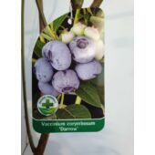 Kép 1/2 - Vaccinium corymbosum 'Darrow' - Magasbokrú kék áfonya