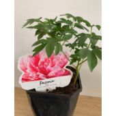 Kép 1/3 - Paeonia Lactiflora Paula Fay - Lágyszárú Bazsarózsa