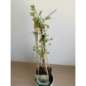 Kép 3/5 - Clematis Atragene ‘Albina Plena’ – atragene klematisz