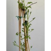 Kép 4/5 - Clematis Atragene ‘Albina Plena’ – atragene klematisz