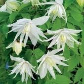 Kép 1/5 - Clematis Atragene ‘Albina Plena’ – atragene klematisz