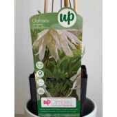 Kép 2/5 - Clematis Atragene ‘Albina Plena’ – atragene klematisz