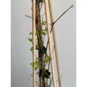 Kép 5/5 - Clematis vitalba erdei iszalag