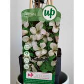 Kép 2/5 - Clematis vitalba erdei iszalag
