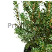 Kép 3/5 - Picea Glauca Conica Cukorsüvegfenyő