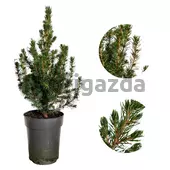 Kép 1/5 - Picea Glauca Conica Cukorsüvegfenyő