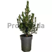 Kép 5/5 - Picea Glauca Conica Cukorsüvegfenyő