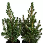 Kép 2/5 - Picea Glauca Conica Cukorsüvegfenyő