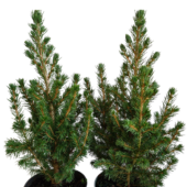 Kép 2/5 - Picea Glauca Conica Cukorsüvegfenyő