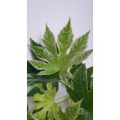 Kép 1/4 - Fatsia Japonica Spiders web