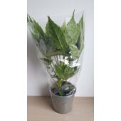 Kép 2/4 - Fatsia_Japonica_Spiders_web_