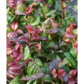Kép 1/3 - Fürtöshanga, Leucothoe axillaris 'Curly red'
