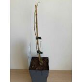 Kép 3/4 - Morus alba 'Macrophylla'