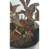 Kép 2/3 - Hydrangea macrophylla Black Diamond teller Dark Angel purple  - Kerti Hortenzia