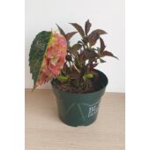 Kép 3/3 - Hydrangea macrophylla Black Diamond teller Dark Angel purple  - Kerti Hortenzia