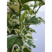 Kép 2/6 - Kerti mályvacserje - hibiscus syriacus variegata