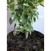 Kép 3/6 - Kerti mályvacserje - hibiscus syriacus variegata